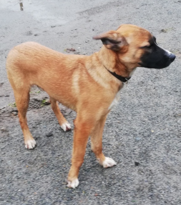 ADOPTION CHIEN